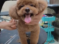 -乐琪宠物(青塔西路店)