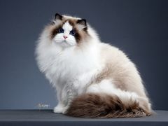 -苹果树下艺术餐厅(宋庄店)