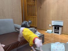 -MOCHA明星猫咖(田子坊店)