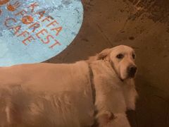 -咖法森林·咖啡  酒吧(天河店)