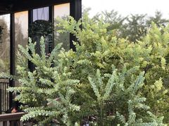 -桤木河湿地公园