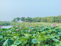 -苏州金鸡湖大酒店