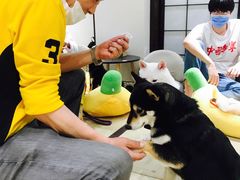 -逗柴咖啡屋·狗咖猫咖宠物桌游