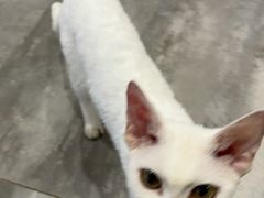 -楼上猫咖(罗湖店)
