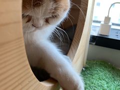 -Cappucimeow猫咪咖啡馆(韦伯时代店)