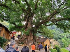 -杨家堂村