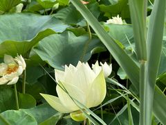 -廊坊文化艺术中心