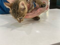 -瑞派动物医院·绝育·犬猫全科·预防医学(光景江南中店)