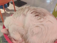 -平行世界·猫咖(首经贸店)