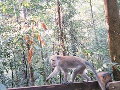 -武吉知马自然保护区