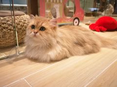 -momokira米努特·德文卷毛猫·棉花面纱犬