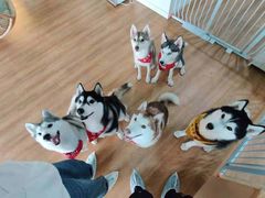 -Husky Go! 哈士奇体验馆·宠物咖啡厅狗咖