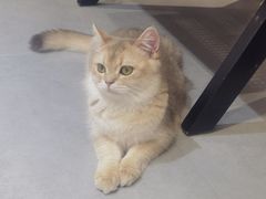 -琪喵猫屋·撸猫猫咖·猫舍