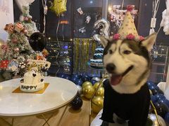 -Husky Go! 哈士奇体验馆·宠物咖啡厅狗咖