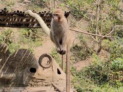 -西双版纳原始森林公园