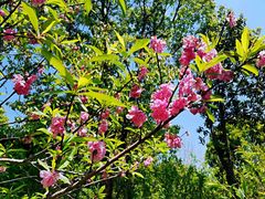 -南汇桃花村