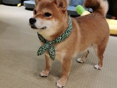-逗柴咖啡屋·狗咖猫咖宠物桌游