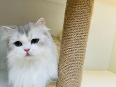 -十月米努特矮脚猫舍