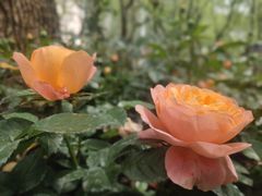 -徐家汇公园