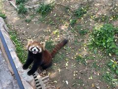 -灵玲国际马戏城