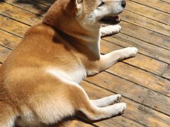 -喜柴咖啡·柴犬狗咖