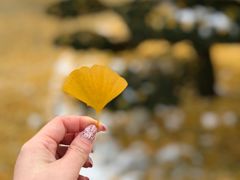 景点-北海道厅旧本厅舍(旧本庁舎)