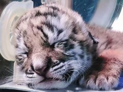 -广州长隆野生动物世界
