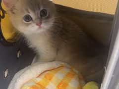 -瑞派康怡24h宠物医院·犬猫医疗中心·微创绝育(瑞景分院)