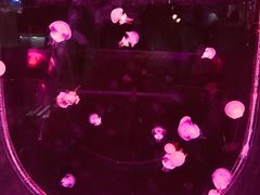 -大连圣亚海洋世界