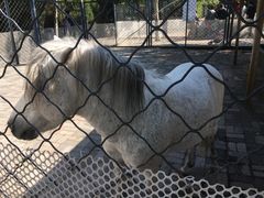 景点-长白岛森林公园