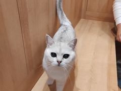 -是阿柴呀！柴犬咖啡·爱喵喵猫咖