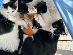 -艾贝尔宠物医院 ·内科全科(梁溪路店)