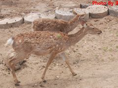 -西安秦岭野生动物园