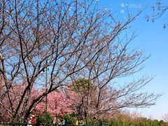 -顾村公园