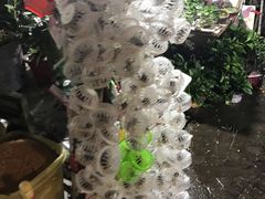 -曲阳花鸟市场(曲阳路店)