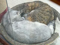 -上海大自然野生昆虫馆(东方明珠·爬宠昆虫探索中心)
