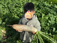 -大自然农场蔬菜草莓采摘园