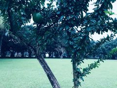 -万绿园