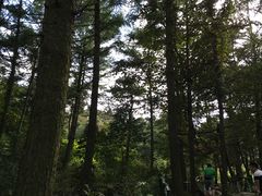 -鲁山国家森林公园