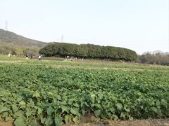 -八卦田遗址公园