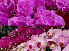 -溪岸路花鸟市场