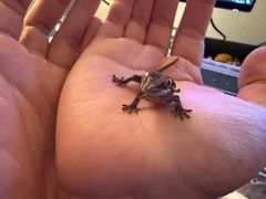 -酷以爬仙阁实体爬宠店·守宫·蜥蜴·专业繁育