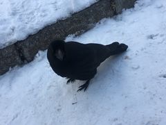 -北海道厅旧本厅舍(旧本庁舎)