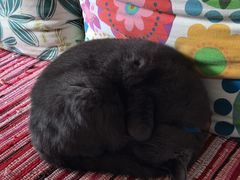 -青石桥花鸟鱼虫市场(叠翠城店)