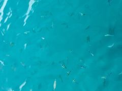 -东姑阿都拉曼海洋公园