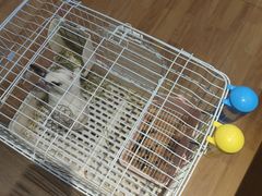 -猫猫幼稚园·撸猫·桌游·电玩