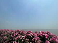 -上海滨江森林公园