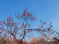 -梅花山(明孝陵内)