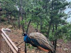 -西霞口神雕山野生动物世界