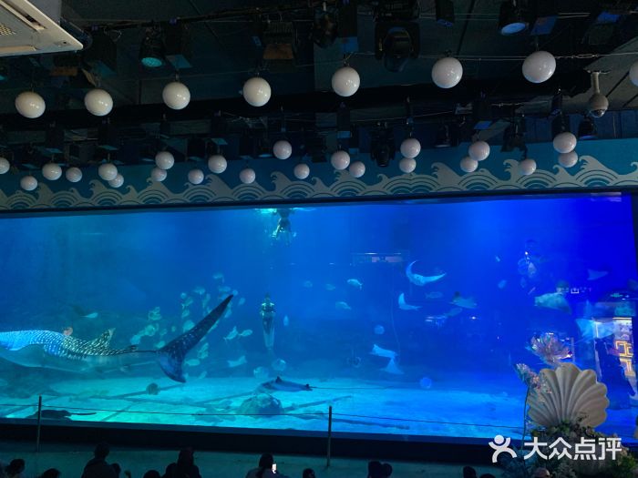 烟台海昌鲸鲨海洋公园图片